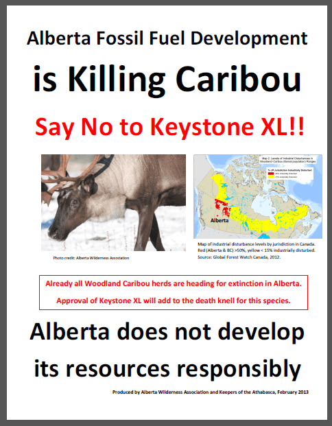 killing-caribou