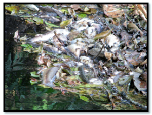 Image4
